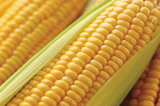 玉米低聚肽粉